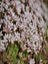 Pieris Valley Valentine
