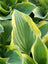 Hosta Albo Marginata