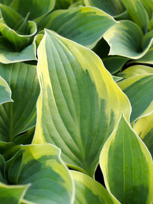 Hosta Aureomarginata