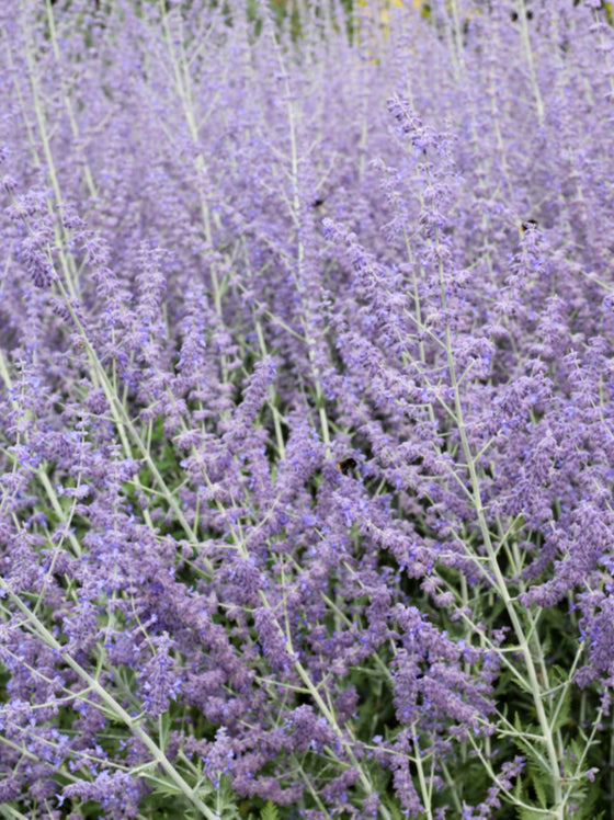 Perovski Russian Sage
