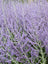 Perovski Russian Sage