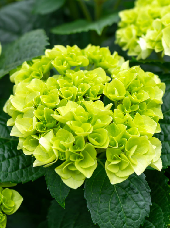Hydrangea Little Lime®