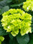 Hydrangea Little Lime®