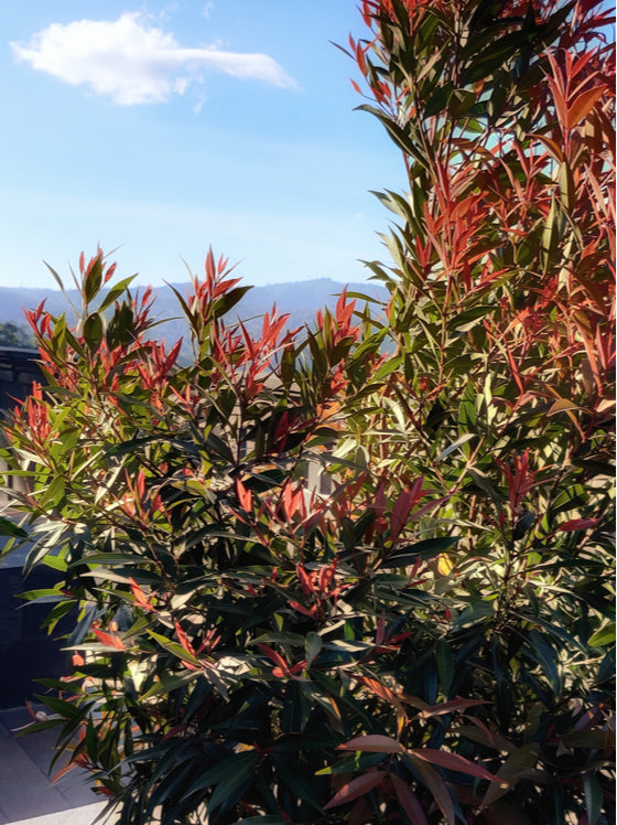 Nandina Obsession