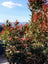 Nandina Obsession