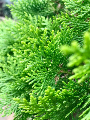 Arborvitae Emerald Green