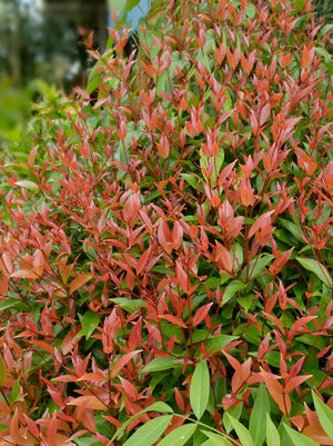 Nandina Gulf Stream