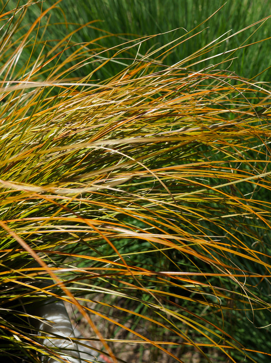 Grass Carex Prairie Fire