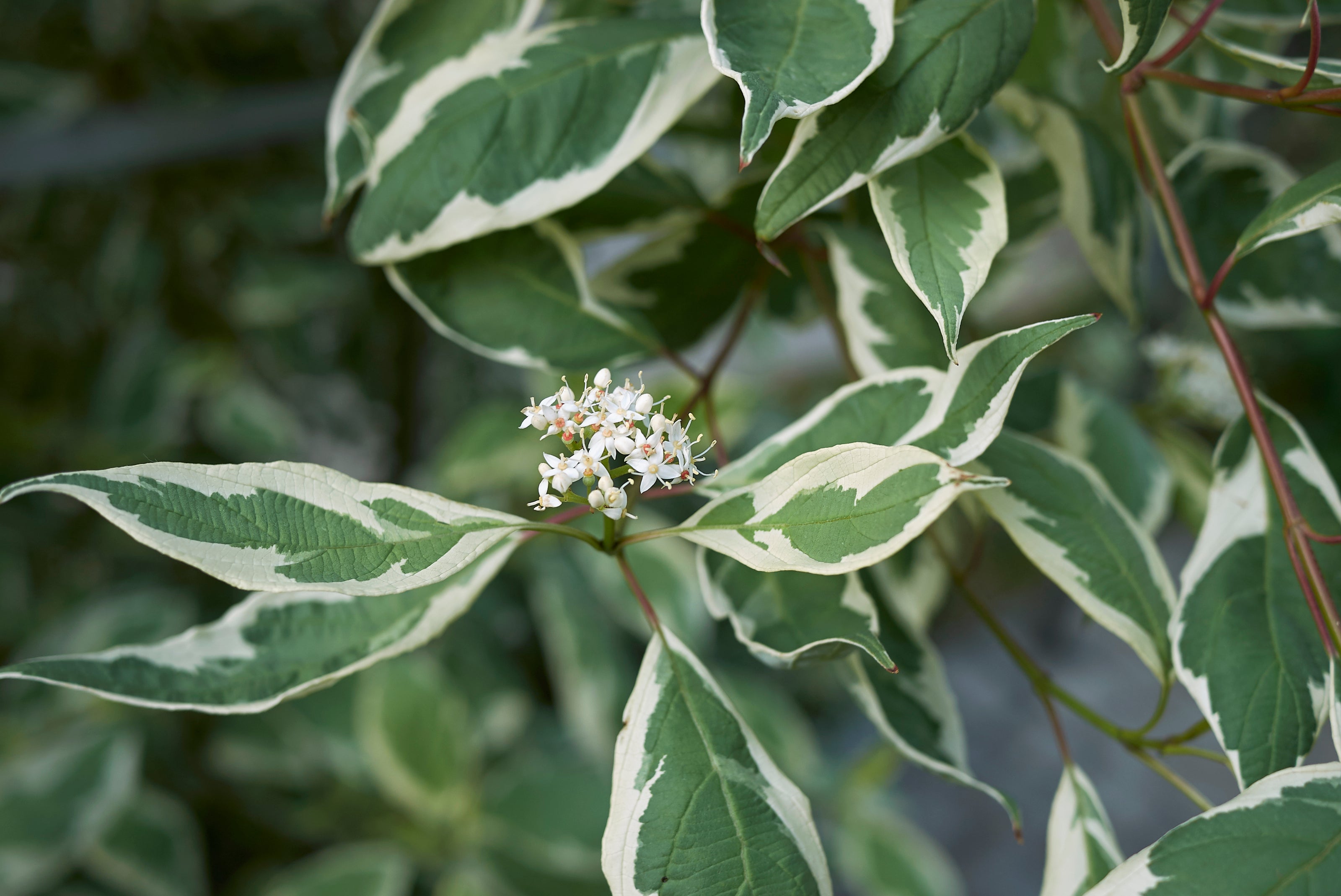 Dogwood Variegated