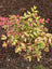Nandina Obsession