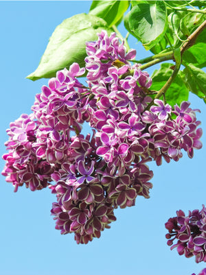 Lilac Sensation