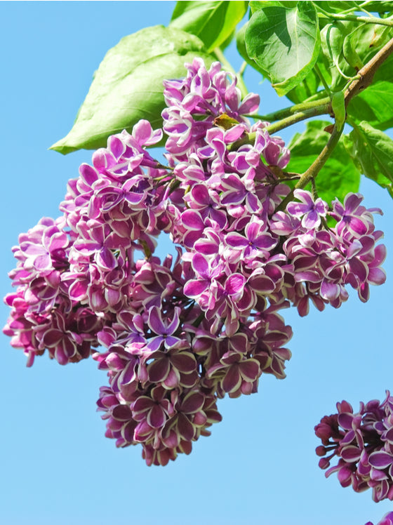 Her 'Sensation' lilac looks different this year. Enjoy! - Indiana Yard and  Garden - Purdue Consumer HorticulturePurdue University Indiana Yard and  Garden – Purdue Consumer Horticulture