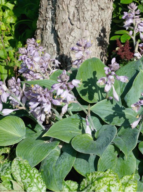 Hosta Halcyon