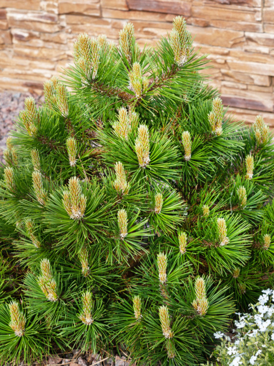 Pine Mugho