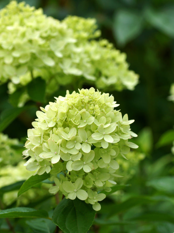 Hydrangea Little Lime®