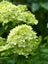 Hydrangea Little Lime®