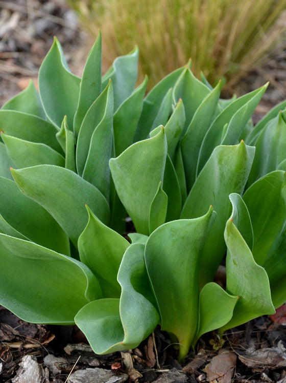 Hosta Halcyon