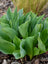 Hosta Halcyon