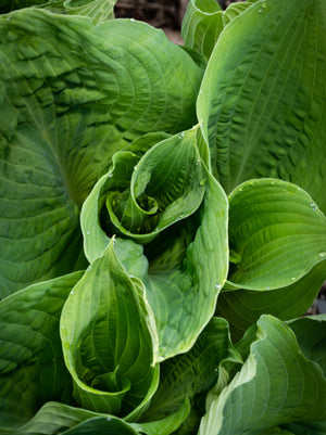 Hosta Elegans