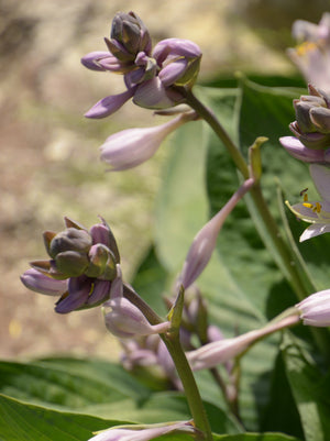 Hosta Elegans