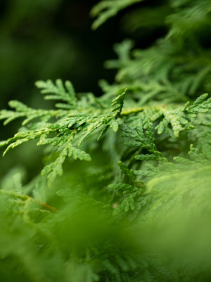 Arborvitae Emerald Green