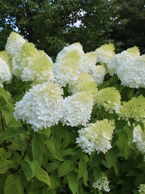 Hydrangea Limelight