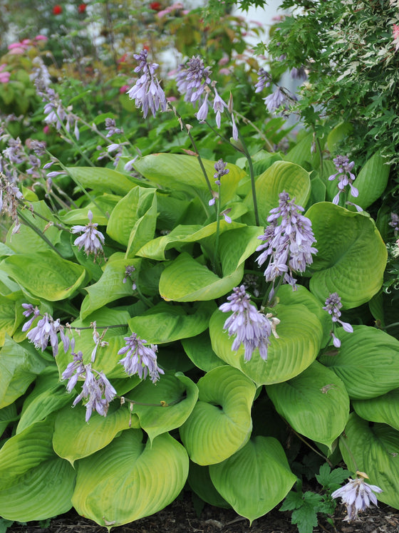 Hosta Sum & Substance