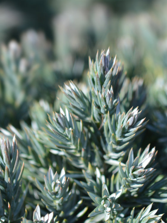 Juniper Blue Star