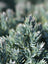 Juniper Blue Star