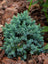 Juniper Blue Star