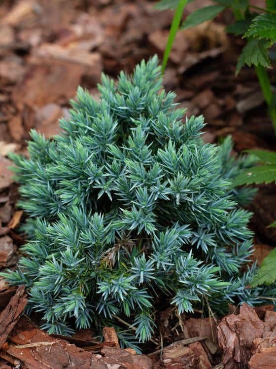 Juniper Blue Star