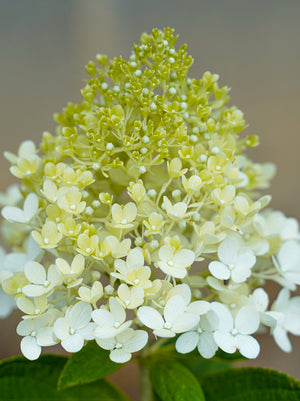 Hydrangea Limelight