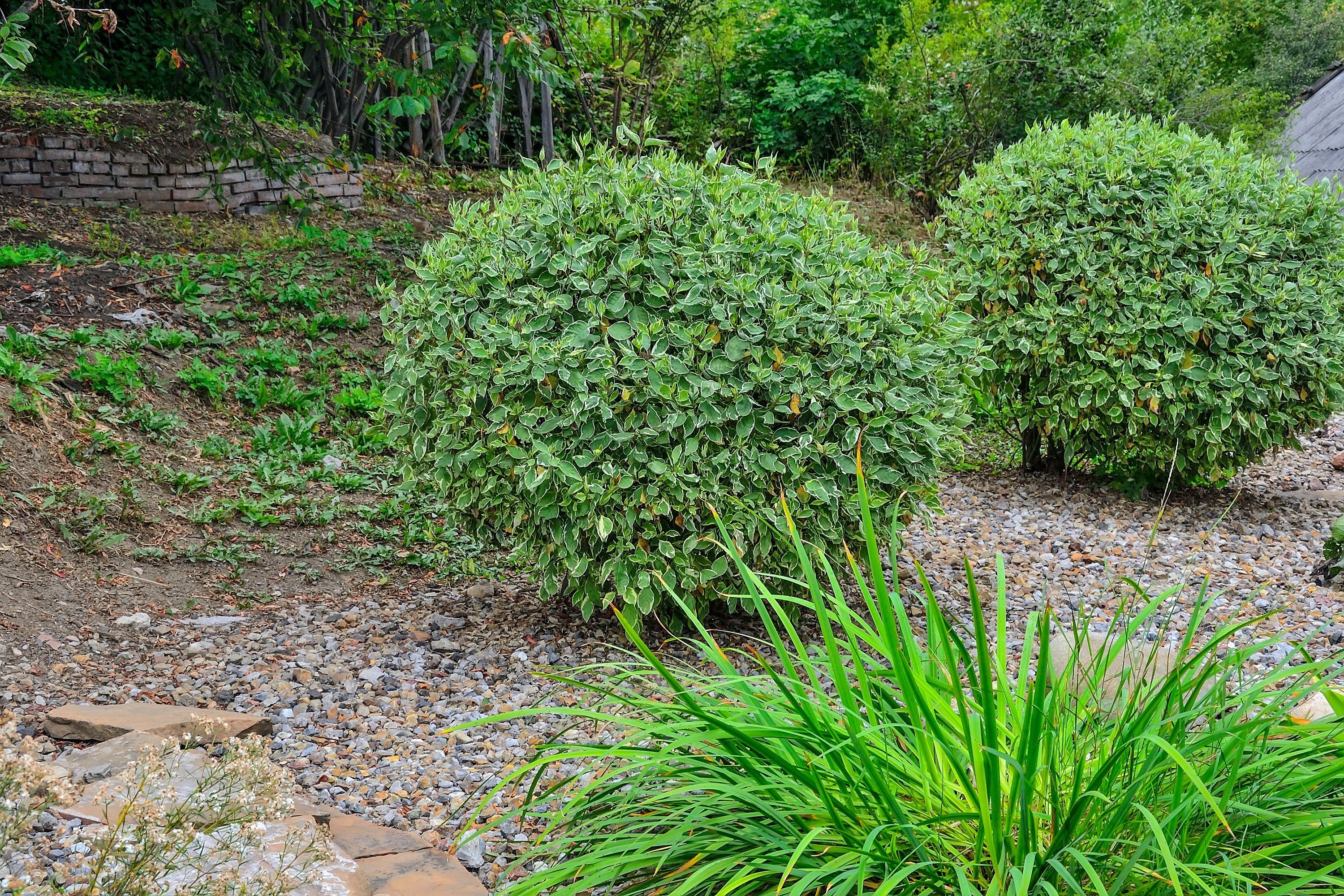 Dogwood Variegated