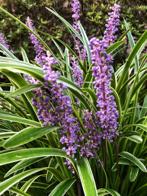 Lirope Big Blue - Providence Nursery