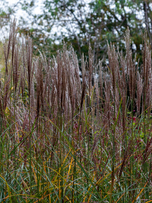 Grass Miscanthus Yaku Jima