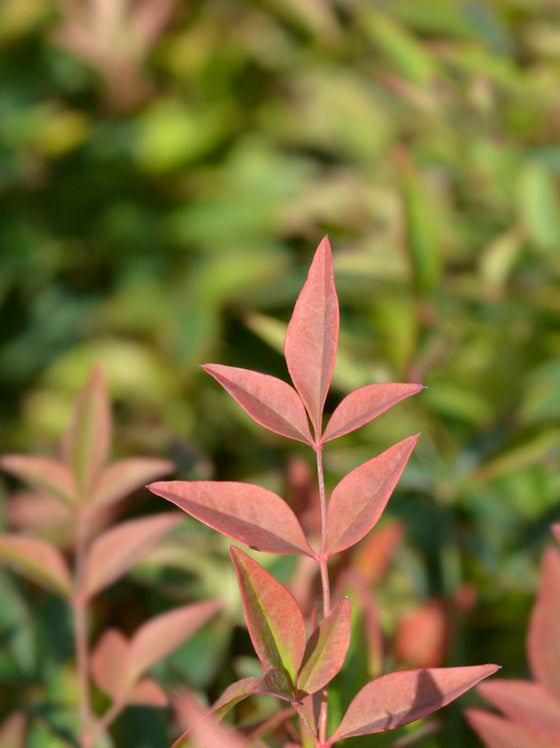 Nandina Obsession