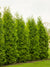 Arborvitae Emerald Green