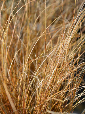 Grass Carex Prairie Fire