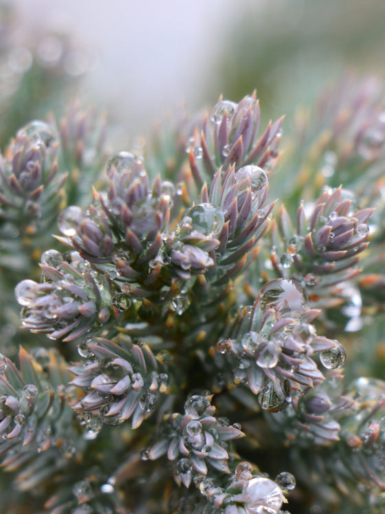 Juniper Blue Star