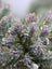 Juniper Blue Star