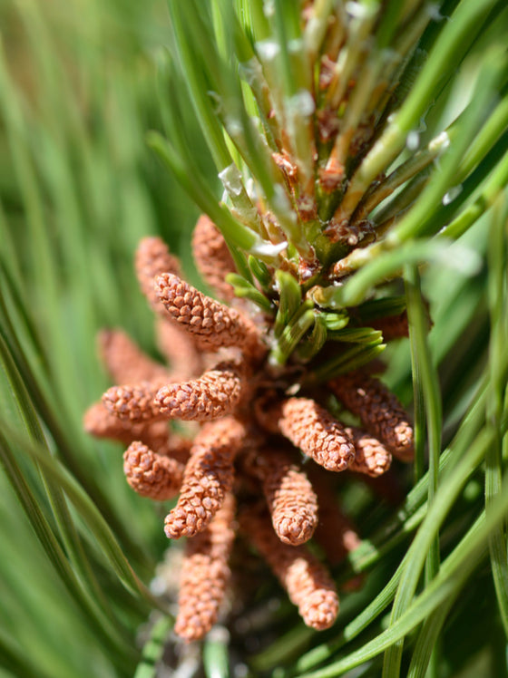 Pine Mugho