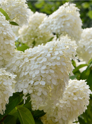 Hydrangea Limelight