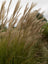 Grass Miscanthus Gracillimus