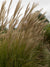 Grass Miscanthus Gracillimus