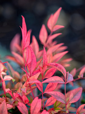 Nandina Gulf Stream