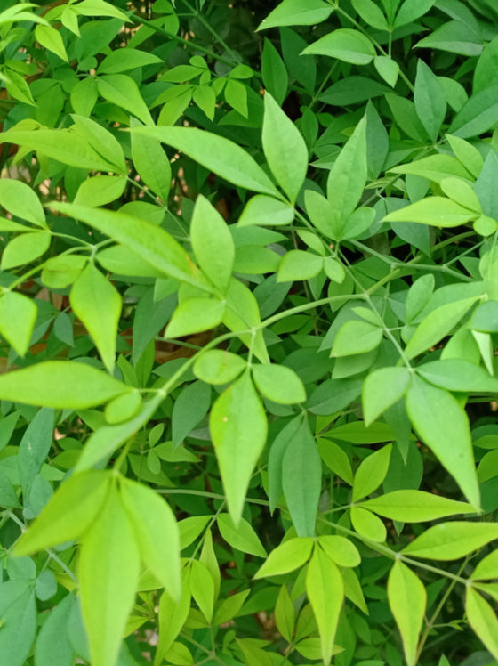 Nandina Lemon Lime