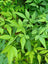 Nandina Lemon Lime