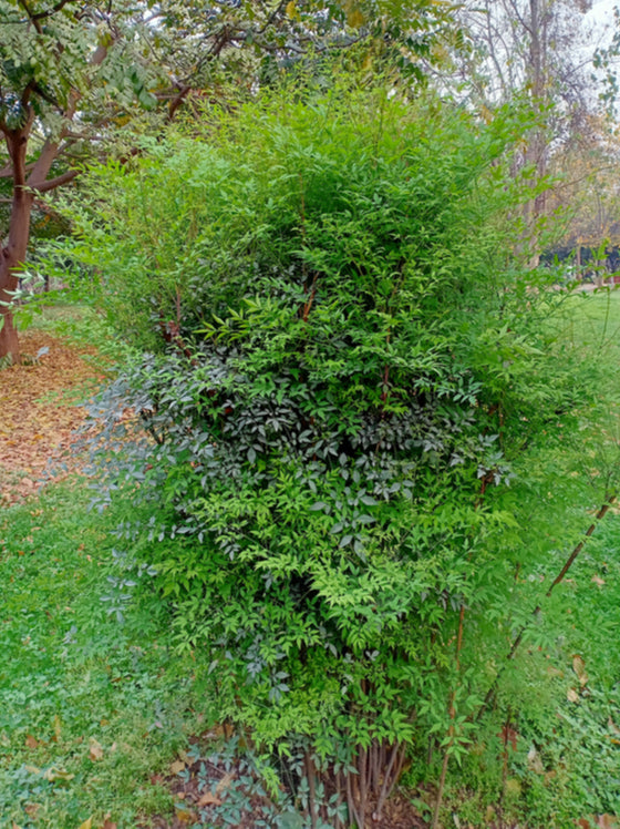 Nandina Lemon Lime