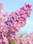 Lilac Sensation