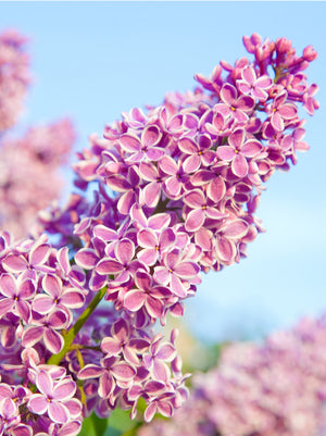 Lilac Sensation